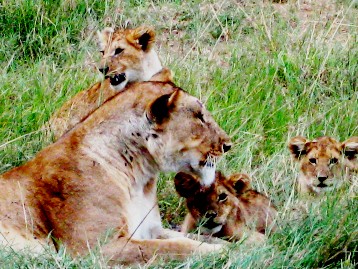 Masai Mara Hippo,Elephants, Lions, maasai, masai mara, cheetah, bufallo