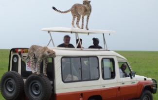 Tanzania Safaris, kenya game safaris, kenya wild safaris, tours safaris, kenya tours, safaris travel, kenya travel
